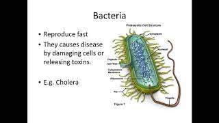 411 Communicable diseases a The different pathogens that can cause comminucal diseases PART 1 [upl. by Ahsienor203]