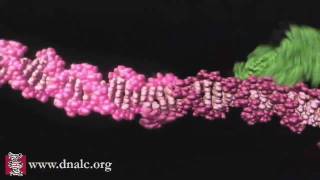 Mechanism of Recombination [upl. by Daniels]