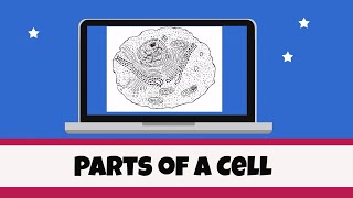 Cell Organelles and their functions [upl. by Bloxberg]