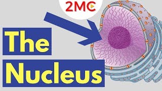 What is the Nucleus  Nucleus Structure and Function [upl. by Tenner]