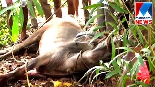 Buffalo that ran amok shot down in kottayam  Manorama News [upl. by Einatirb]