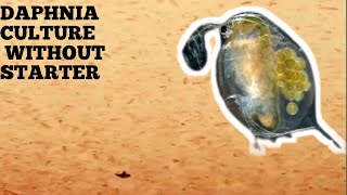 HOW TO CULTURE DAPHNIA NATURALLY WITHOUT A STARTER [upl. by Anilemrac]