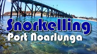 Snorkelling at Port Noarlunga South Australia [upl. by Dunaville]