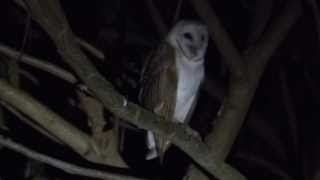 Barn Owl screeching at Sunderbans [upl. by Aztinad714]