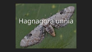 Hagnagora unnia [upl. by Veronike]