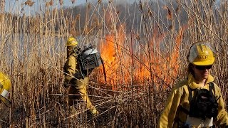 Fighting Phrag with Fire An invasive Phragmites management case study [upl. by Bundy]