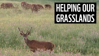 Helping to protect grasslands  Future Visions  WWF [upl. by Iot]