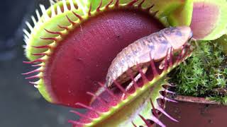 Best Venus Flytrap Trapping Compilation 2018 [upl. by Dugan]