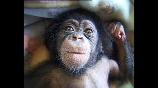 Cute and funny baby of chimpanzee [upl. by Garnette]