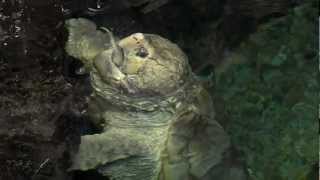 Alligator Snapping Turtle Feeding  Cincinnati Zoo [upl. by Xavler]