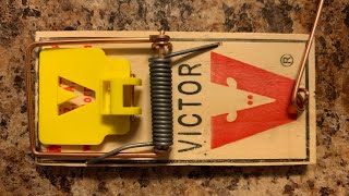 How To Set A Mouse Trap  Tips From Pest Control Tech [upl. by Aierb305]