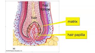 Hair Hair follicle and Nail Structure [upl. by Olimpia]