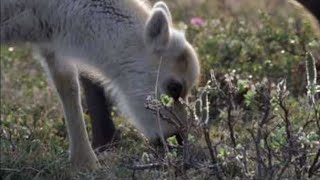 Wolves Hunting Caribou  Planet Earth  BBC Studios [upl. by Etteve987]