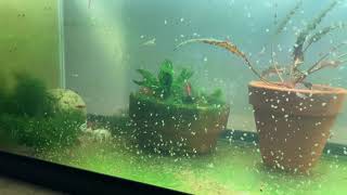 Daphnia Culturing Snails or no snails [upl. by Leonidas509]