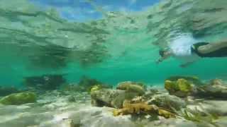 Belize Barrier Reef Snorkeling Video [upl. by Christophe]