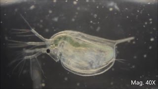 Daphnia magna under the Microscope [upl. by Cirad]