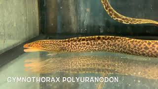 Gymnothorax polyuranodon [upl. by Ttezil750]