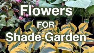 Shade Garden Flowers 25 Perennials Proven To Grow [upl. by Eedya]