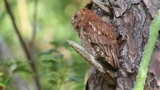 Eastern Screech owl call trill [upl. by Melleta]