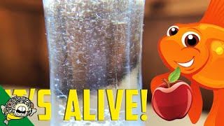 How to culture Vinegar Eels The EASY Way Live Fish Food [upl. by El]