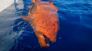 MEGA Coral Trout  Jigging the Great Barrier Reef [upl. by Leeke]