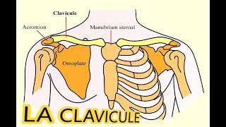 COURS DANATOMIE LA CLAVICULE [upl. by Opal]