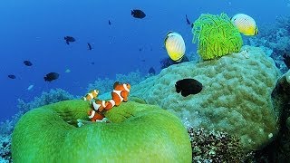 珊瑚礁の魚達 Coral Reef Fishes in Sumilon amp Balicasag island Shot on RED EPIC [upl. by Batruk]