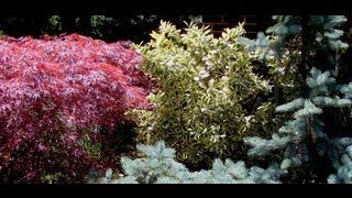 How to grow Euonymus  Gardening 101 by Dr Greenthumb [upl. by Lazaruk456]