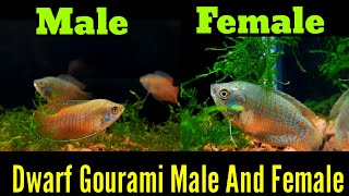 Dwarf Gourami Fish Male Female Difference [upl. by Attirb73]