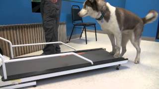 How to Train a Dog To Walk or Run On A Treadmill  Tyler Muto Dogmanship [upl. by Htnnek]