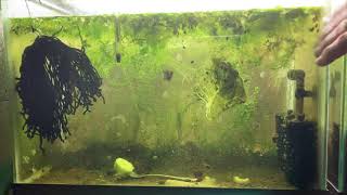 Scuds Daphnia Cherry Shrimp Copepods My aquatic food culture [upl. by Rugg368]