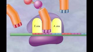 Chapter 4 Translation Elongation and termination [upl. by Clinton]