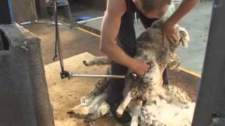 How to Shear  Shearing Merino sheep Fine Wool [upl. by Teirtza]