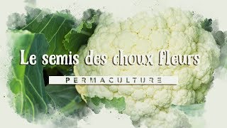 LE CHOUX FLEUR  du semis à la plantation permaculture [upl. by Sherilyn]