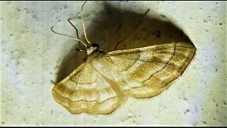 Idaea circuitaria Geometridae 1819 door Hübner Greece 2382018 [upl. by Romeyn66]