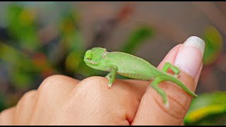 Baby CHAMELEONS Hatching AMAZING  4K [upl. by Yerfoeg]