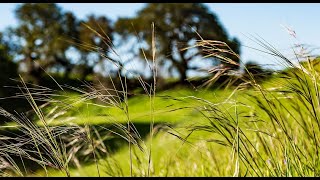 Californias Grasslands  The Forest Beneath Our Feet [upl. by Tica]