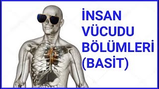 İNSAN VÜCUDU BÖLÜMLERİ  LATİNCE  EN SADE HALİ [upl. by Anidene]