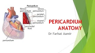 Pericardium Anatomy [upl. by Hebner420]