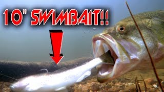 Will GIANT Bass Really Eat 10” Swimbaits GoPro Underwater Swimbait Footage [upl. by Cohn]