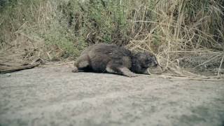 Ritrovamento e morte di un povero cagnolino [upl. by Hedva954]