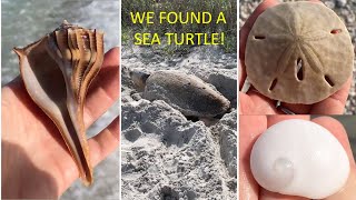 Sanibel Shelling at Bowmans Beach with INCREDIBLE loggerhead sea turtle encounter [upl. by Mllly]