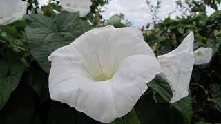 Bindweed Calystegia sepium [upl. by Darraj549]