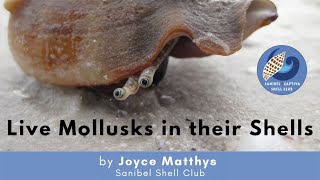 Live Mollusks in their Shells [upl. by Nauqed]