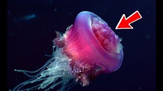 This Jellyfish Never Dies Turritopsis Dohrnii [upl. by Relyhs]