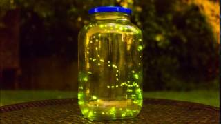 Fireflies Lightning Bug Time lapse [upl. by Ecyaj]