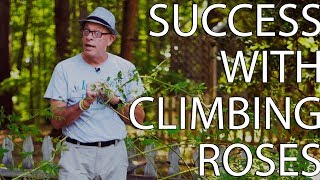 Success With Climbing Roses [upl. by Ozan]