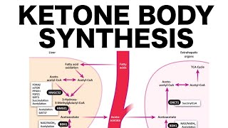 Ketone Body Synthesis [upl. by Suivart70]