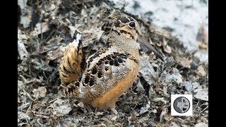 American Woodcock courtship displays [upl. by Mayer]