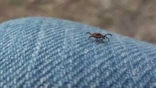 Female Blacklegged or Deer Tick Ixodidae Ixodes scapularis [upl. by Nelsen]